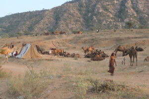 La fête des dromadaires de Pushkar